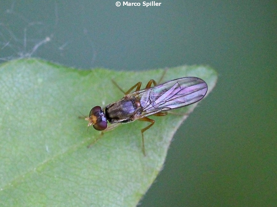 Psilidae: Chyliza leptogaster